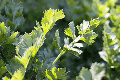 Unsere Kräuter kommen frisch aus dem eigenen Garten!